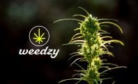Comment utiliser les fleurs de cannabis CBD (légal)