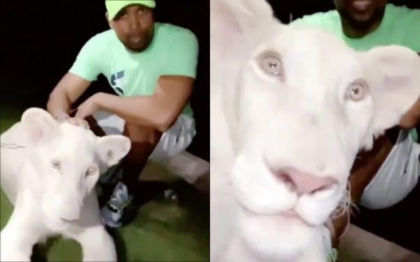 Rohff s’éclate à Dubaï accompagné d’un lion blanc