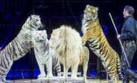 Cirque : C'est officiellement la fin des animaux sauvages