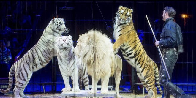 Cirque : C’est officiellement la fin des animaux sauvages