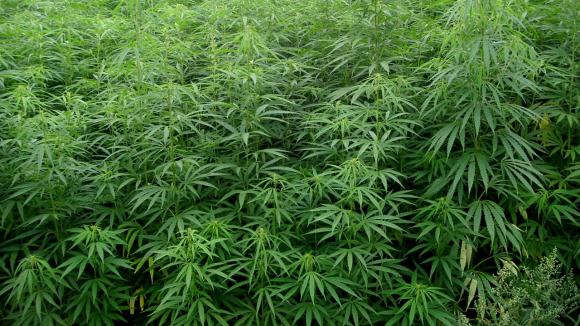 Reims : le maire se dit prêt à expérimenter la législation du Cannabis