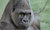 Madrid : Une gardienne de zoo hospitalisée à cause d'un gorille