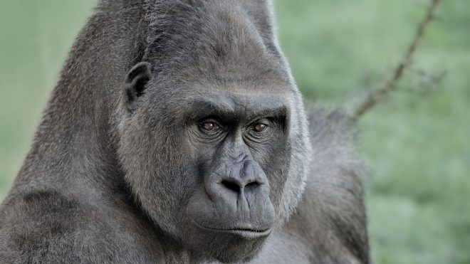 Madrid : Une gardienne de zoo hospitalisée à cause d’un gorille