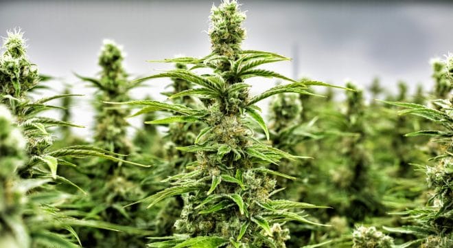 Cannabis : Trois maires s'engagent pour sa légalisation