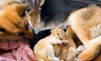 Un berger allemand adopte deux lionceaux abandonnés par leur mère