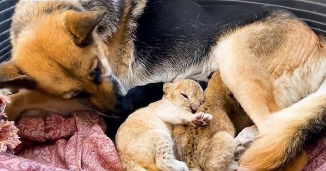 Un berger allemand adopte deux lionceaux abandonnés par leur mère