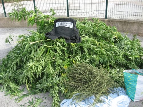 Cannabis : la gendarmerie propose son aide pour s’en débarrasser avec humour