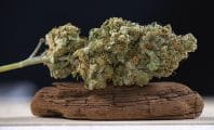 Cannabis : 80 élus Les Républicains sont contre la légalisation