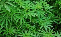 Cannabis : Un trentaine décide d'en cultiver pour arrondir ses fins de mois