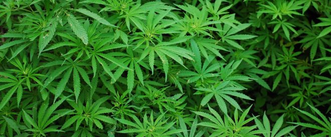 Cannabis : Un trentenaire décide d’en cultiver pour arrondir ses fins de mois