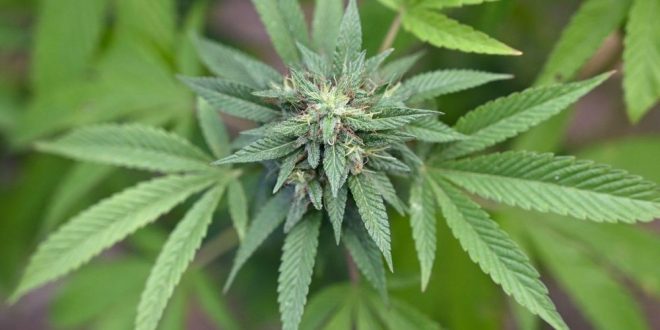 Gard : des parents cultivaient du Cannabis pour leurs enfants