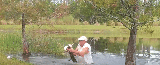 Un homme de 74 ans se bat avec un alligator pour sauver son chien