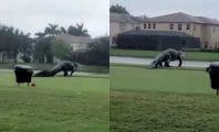 Floride : un énorme alligator terrifie les passants lors de l'ouragan