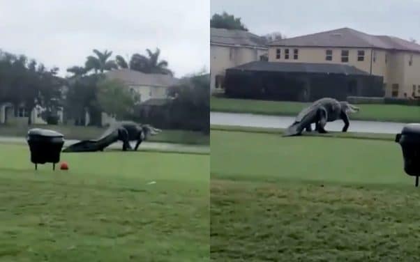 Floride : un énorme alligator terrifie les passants lors de l’ouragan