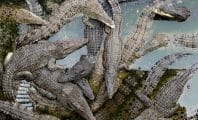 Hermès s'est offert une immense ferme de crocodiles pour faire ses sacs