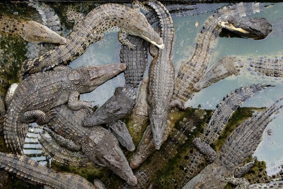 Hermès s’est offert une immense ferme de crocodiles pour faire ses sacs