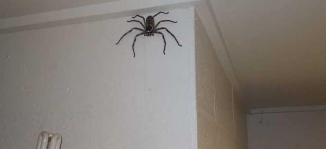 Australie : Un homme partage sa vie avec une araignée géante depuis un an