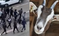 Un rappeur poursuivi pour maltraitance animale à cause d’une chèvre dans son clip