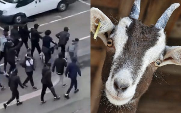 Un rappeur poursuivi pour maltraitance animale à cause d’une chèvre dans son clip