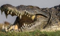 Un Australien se sauve d'un crocodile à mains nues !