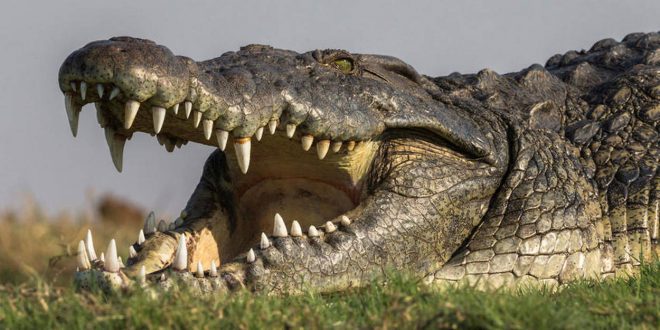 Un Australien se sauve d’un crocodile à mains nues