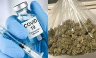 COVID-19 : les vaccinés récompensés avec de la weed ?