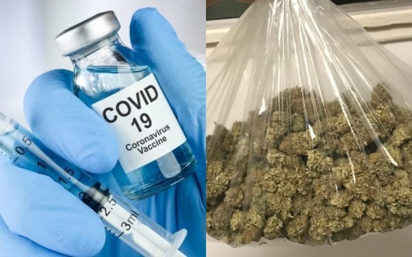 COVID-19 : les vaccinés récompensés avec de la weed ?