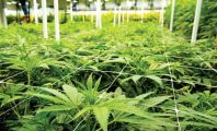 Un adolescent de 12 ans dénonce sa mère qui cultivait de l'herbe