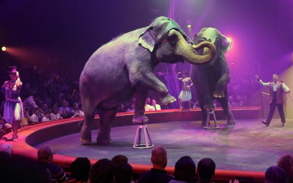Russie : Deux éléphantes affolent en se battant dans un cirque
