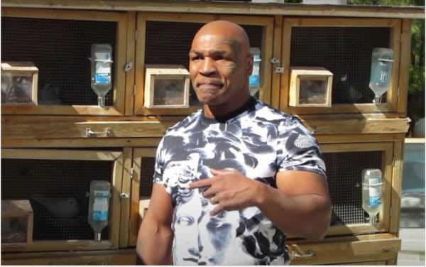 Mike Tyson dépense 400 000 dollars par mois pour ses pigeons