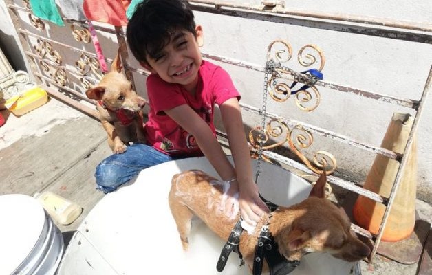 Un garçon de 7 ans fait des bains canins pour payer ses études