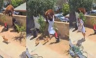 Une femme n'hésite pas à s'interposer face à un ours pour sauver son chien