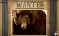 Californie : Un ours sème la zizanie auprès des habitants depuis des mois