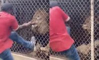 Un gardien de zoo se fait arracher le doigt en jouant avec un lion devant des touristes