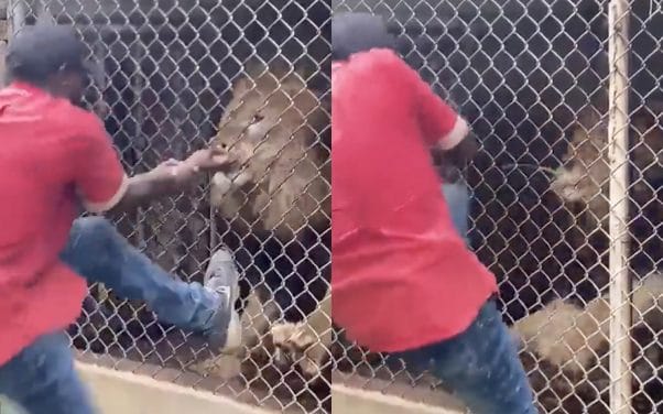 Un gardien de zoo se fait arracher le doigt en jouant avec un lion devant des touristes