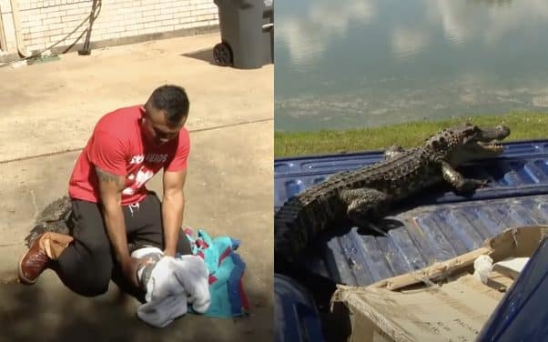 MMA : Un alligator s’introduit chez un combattant qui finit par le mettre KO