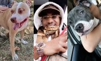 Timal a été placé en garde à vue pour maltraitance animale