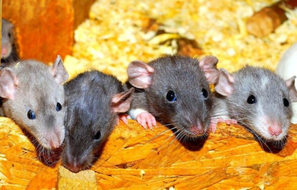 Dérangés par l’odeur, ils découvrent que leur voisine vivait avec 800 rats