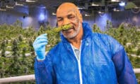 Mike Tyson gagne plus de 500 000 dollars par mois grâce à sa verdure