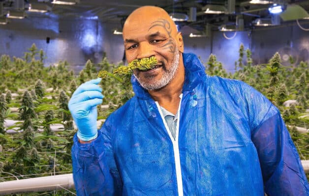 Mike Tyson gagne plus de 500 000 dollars par mois grâce à sa verdure