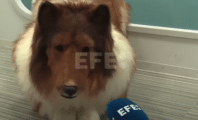 Le japonais devenu chien donne sa première interview en costume