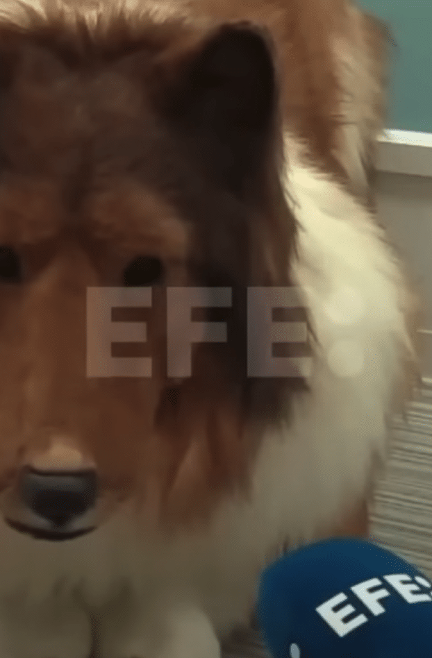 Le japonais devenu chien donne sa première interview en costume