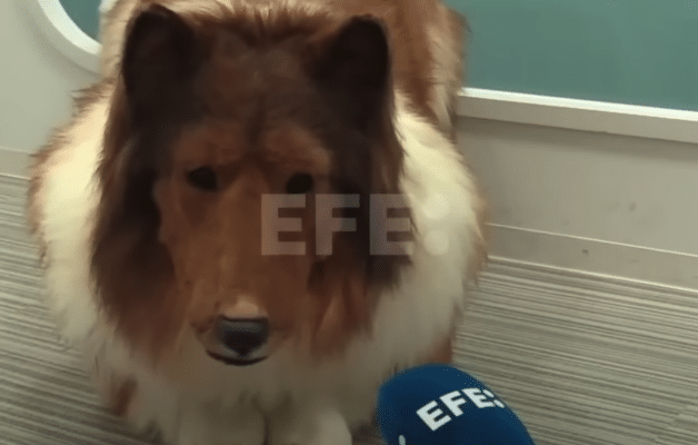 Le japonais devenu chien donne sa première interview en costume