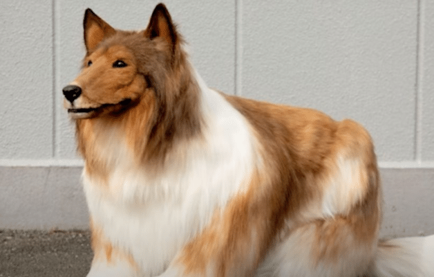 Un Japonais dépense 22 000 euros pour réaliser son rêve et devenir un chien