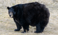 Une ourse noire capturée après avoir commis 21 cambriolages
