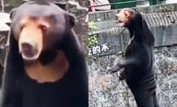 Un zoo chinois épinglé à cause d'un homme déguisé en ours