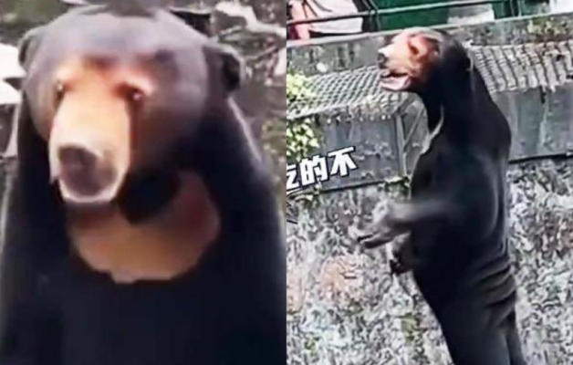 Un zoo chinois épinglé à cause d'un homme déguisé en ours