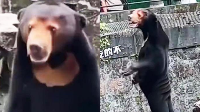 Un zoo chinois épinglé à cause d’un homme déguisé en ours