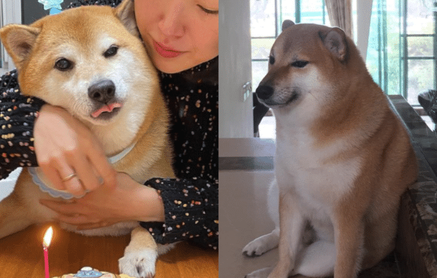 Le chien Cheems Balltze s'est éteint des suites de son cancer