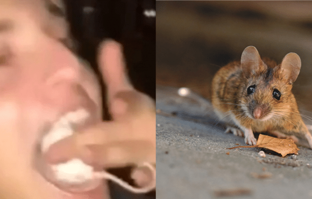 Un lycéen mange une souris vivante lors d'une soirée d'intégration à Marseille